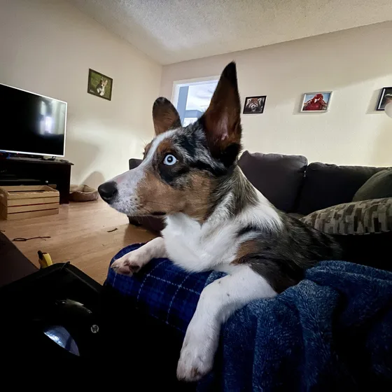 Hazel